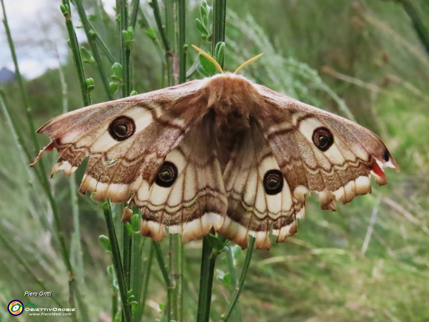 72 Saturnia pavoniella (Pavonia minore) colta al volo.JPG